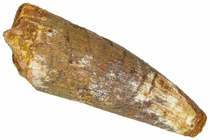 Fossil Spinosaurus Tooth - Feeding Worn Tip #365613